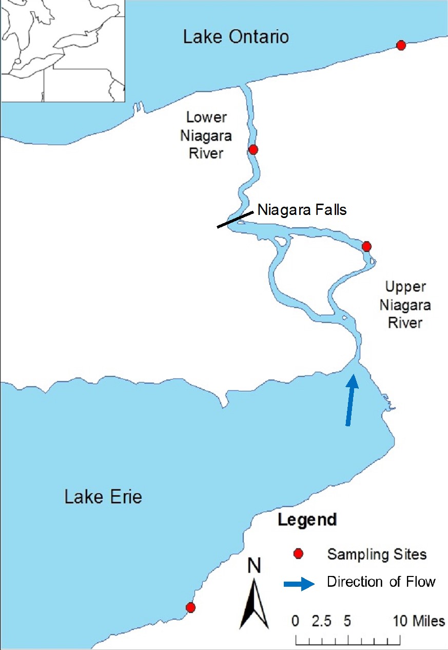 map of the Niagara River region with sampling sites and direction of flow delineated. An inset shows the larger region.